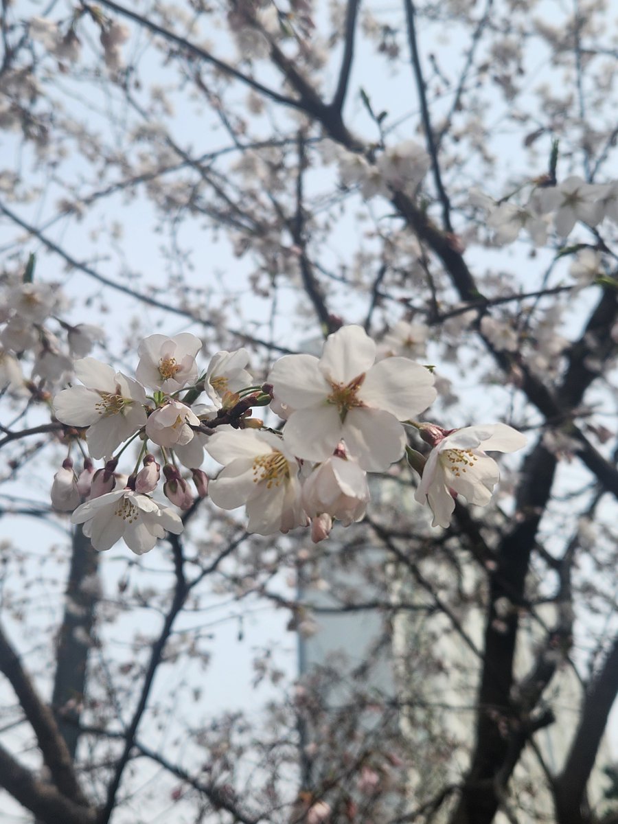 ally0227's tweet photo. @love_yuna 여기도 봄 https://t.co/RDKHJkRjZW