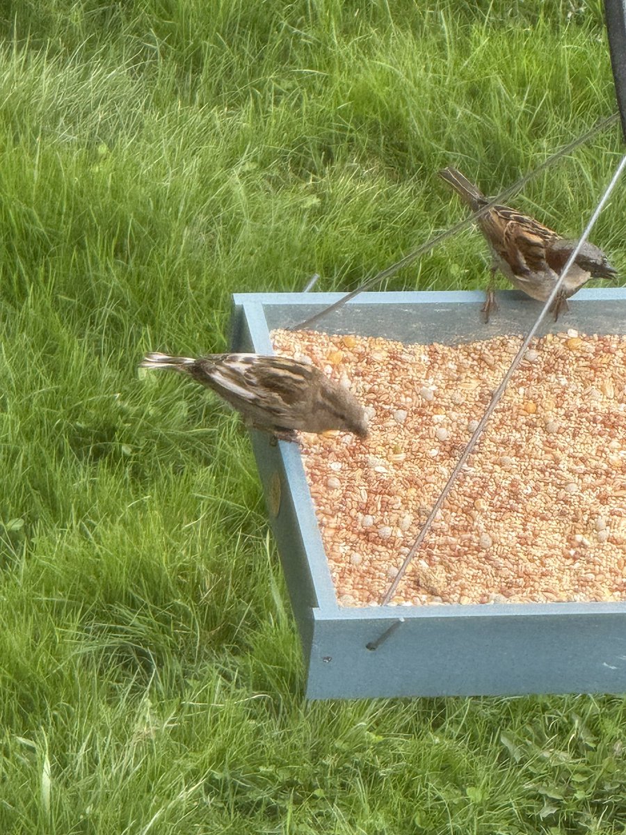 nyjrb90's tweet image. Partially leucistic female House Sparrow hanging around my mom’s feeder (normal colored male on the right for comparison)