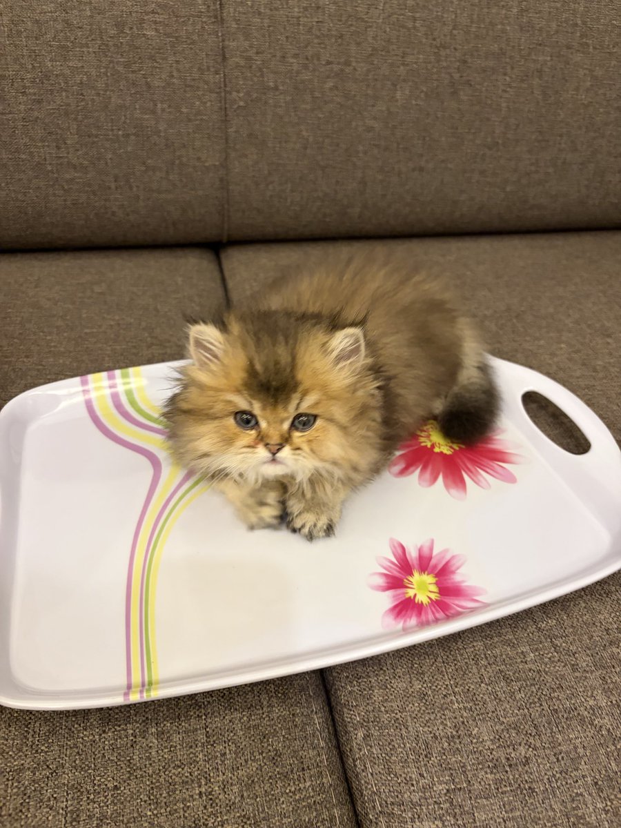 𝓑𝓪𝓱𝓪𝓻 ‏ރ🍀 tweet media