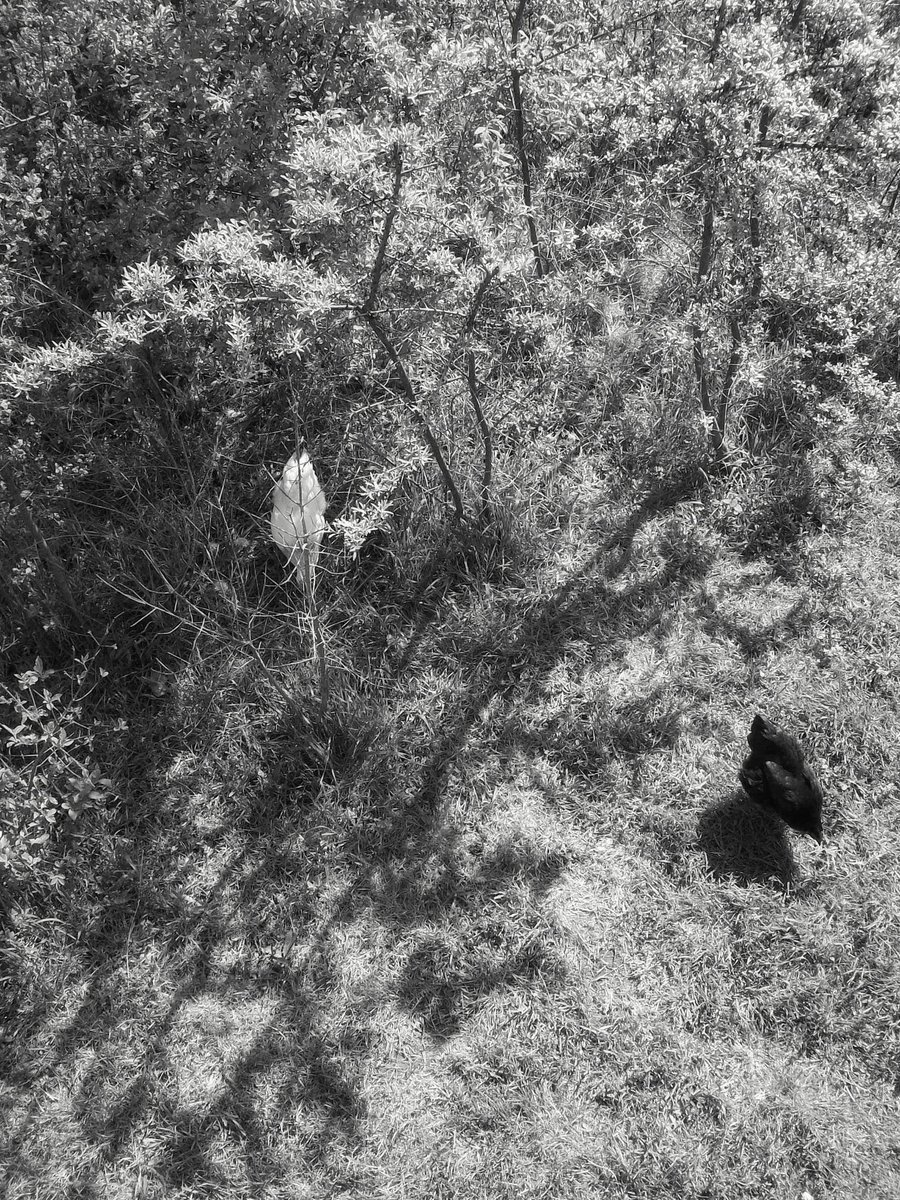 93DWTW's tweet image. feathered friends.

#gent #belgium #streetphotography #lofistreet #monochrome