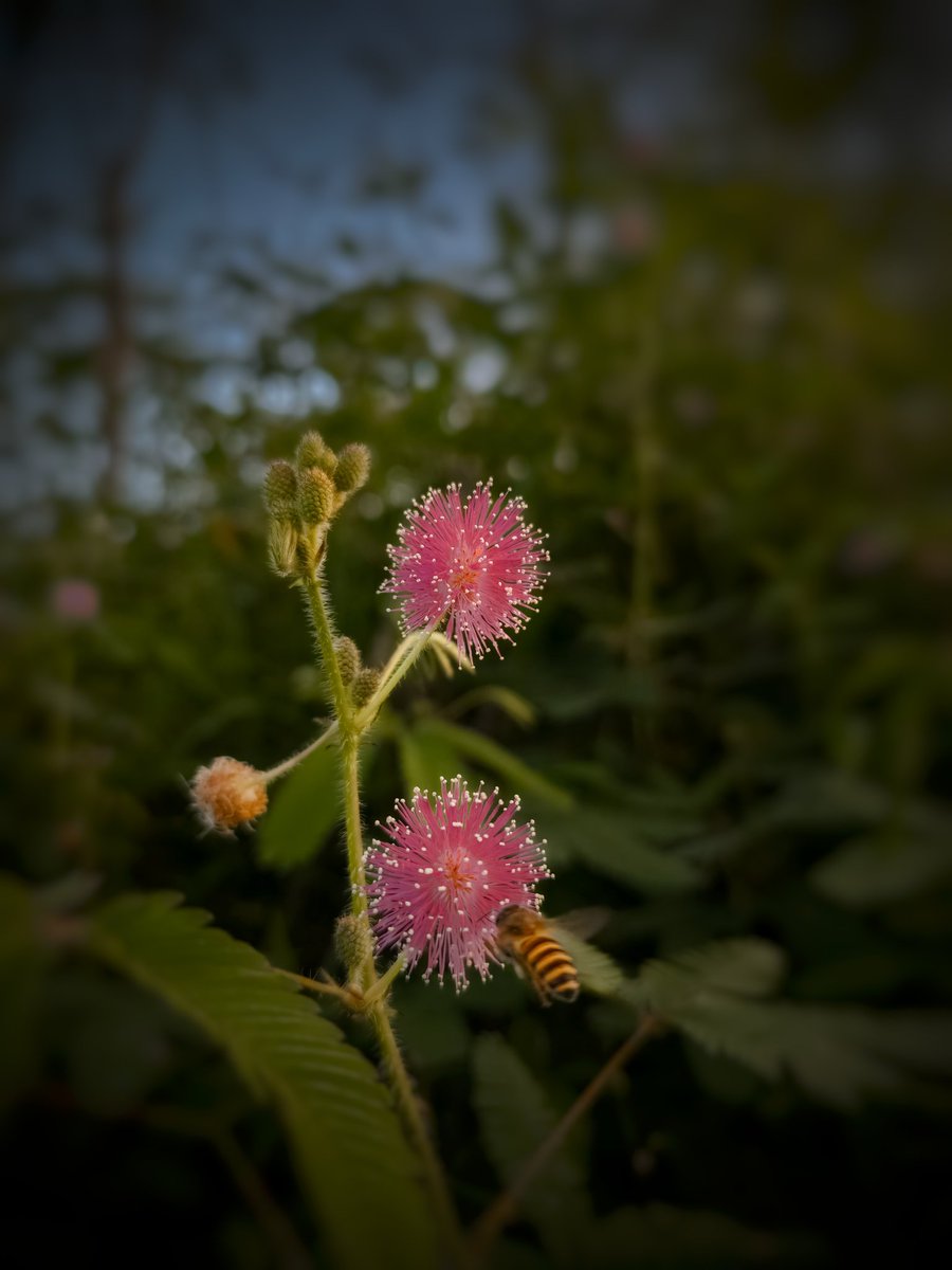 rr_melanienap's tweet photo. This journey reminds me:
Beauty often lies in the little things we tend to overlook.

#landscape #Photography #landscape_capture https://t.co/3XoqgBfjsO