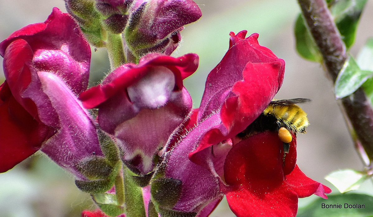 BonnieDool5t's tweet image. Today’s Bee #bee #NaturePhotography