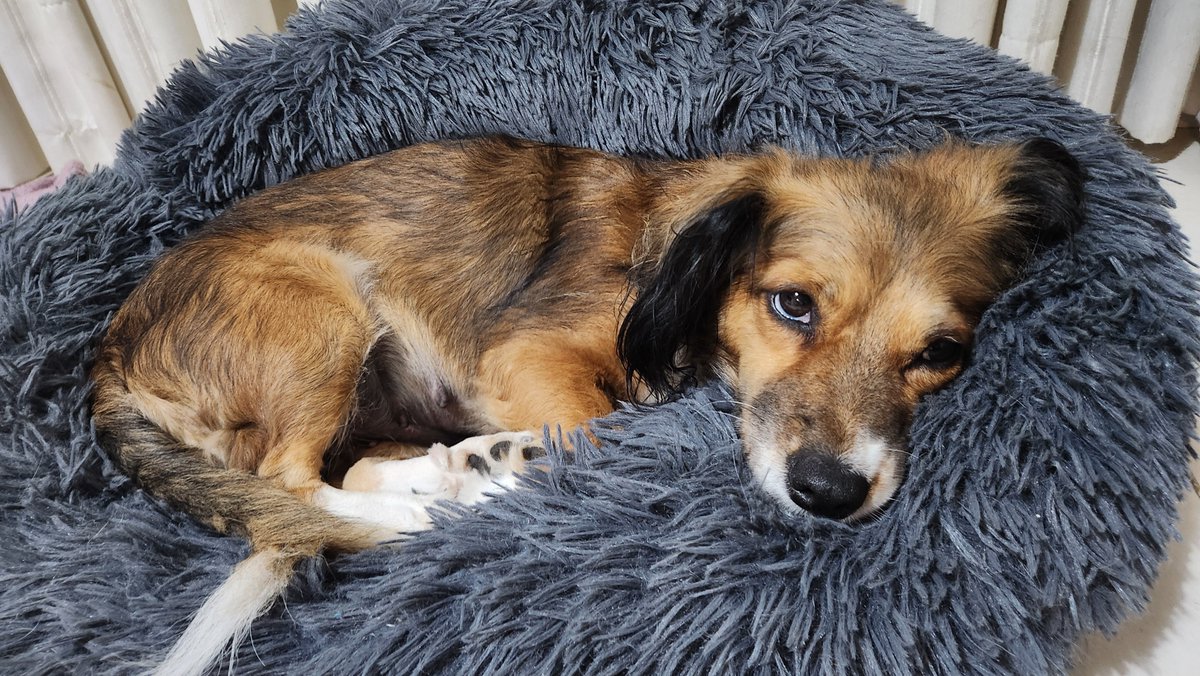 carito🇦🇷⭐⭐⭐ tweet media