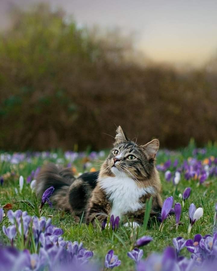 Earth Greens tweet media