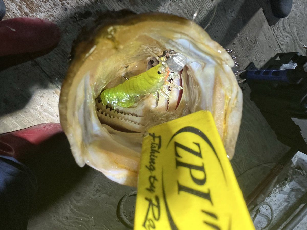 メバル、ベッコウでメガプラウン3inch
小さいバイト無視していいサイズの魚だけ引っ張れる🎣
5〜7gジグヘッドのフォールが強かった😁
<a href="/thesand_jp/">THE SAND - マゴチ・ソルトルアー専門店⚡最短当日出荷 (thesand.jp)</a>