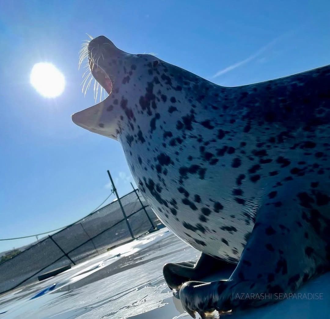 Seallyprincess's tweet photo. Black hole seal wont you come and wash away the fish https://t.co/GyMhUTksqP