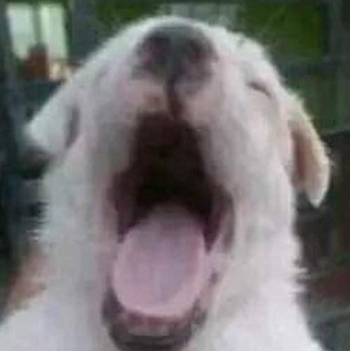 Un Mapache Dibujante tweet media