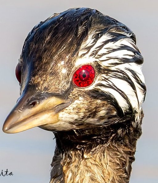 Animetrends tweet media