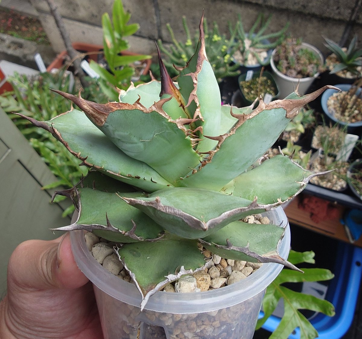 えっちピクチャいいねbot tweet media