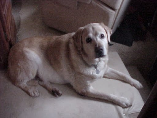 Laughlin007 tweet media