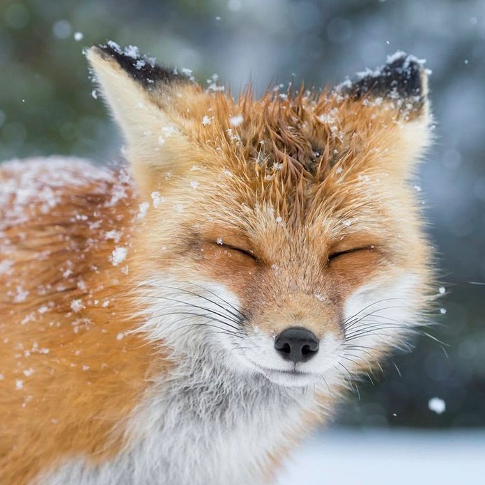 tarucooky's tweet image. ഒ Su constelación es un narval y su espíritu animal es un zorro (amo a esos dos animales). En mi caso la cst. es un ajolote y mi espíritu animal un hamster (Mande hacer llaveros de un narval y un ajolote para que estemos siempre juntos 🩷💙)