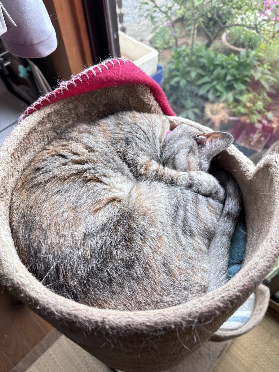 トレボーハイヤー tweet media