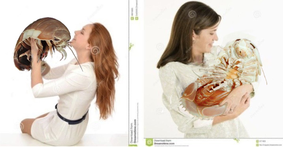 ⚓🐛io tweet media