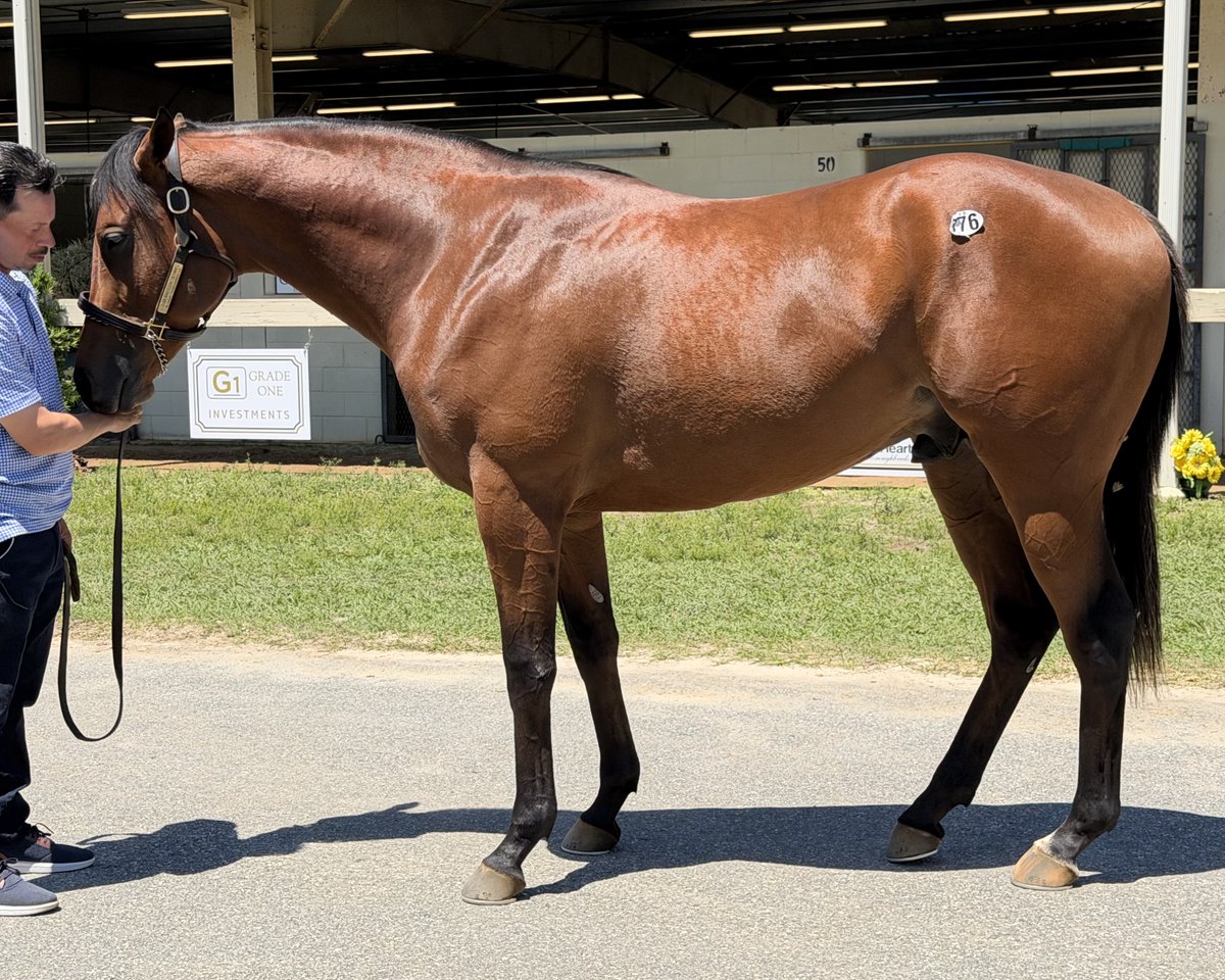 Arroyo Bloodstock tweet media