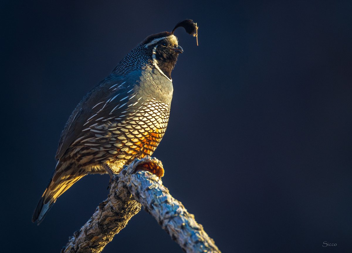Anza-Borrego DRC tweet media