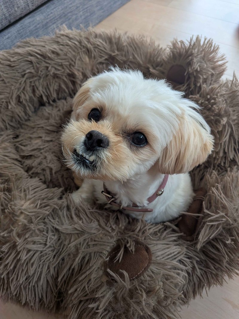 寺田🍈 tweet media