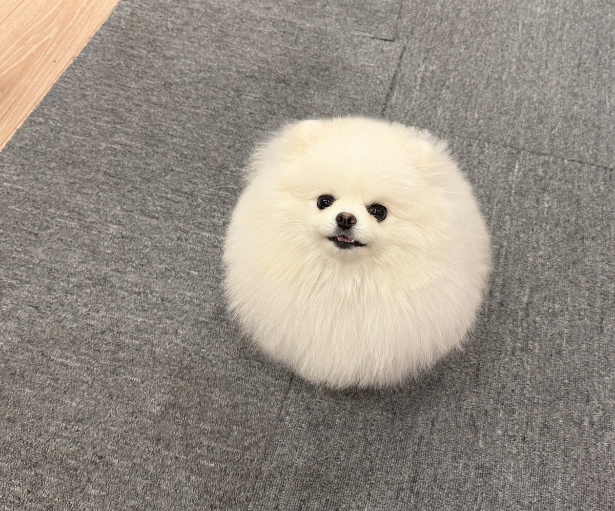 ポメラニアン ちょむ tweet media