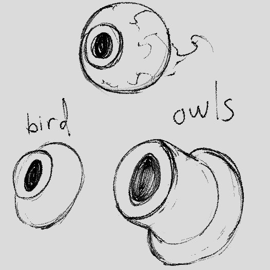 WolfTurf tweet media