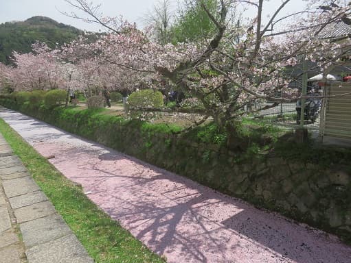 Kyoto no T tweet media