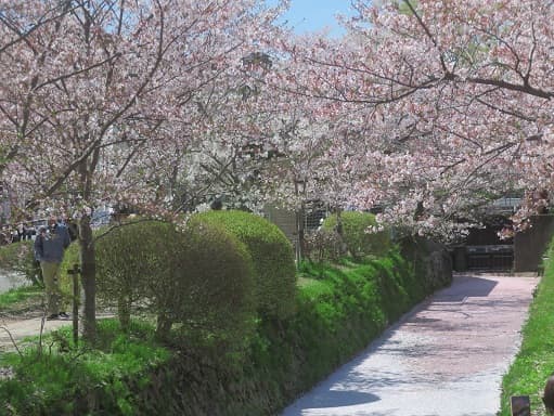 Kyoto no T tweet media