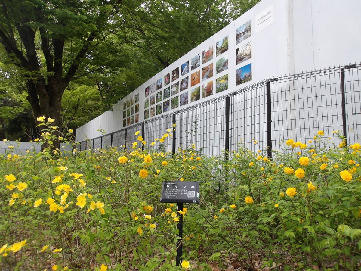 ParksNerima's tweet photo. ＃練馬城址公園 エントランス付近の ＃ヤマブキ が見ごろを迎えております。ヤマブキはバラ科の落葉低木であり、開花時期は4月～5月といわれております。来園の際は是非ご覧になってください。 https://t.co/se7P4ugBtq