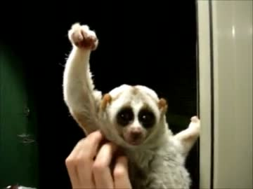 ねこち tweet media