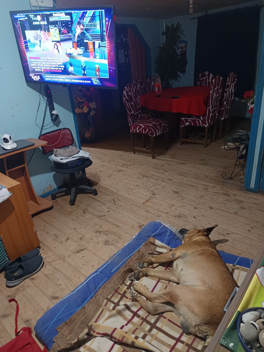 perroloco2010's tweet photo. Mi Chokolo se quedó dormido esperando #fiebredebailechv https://t.co/GKJWXVs8sT