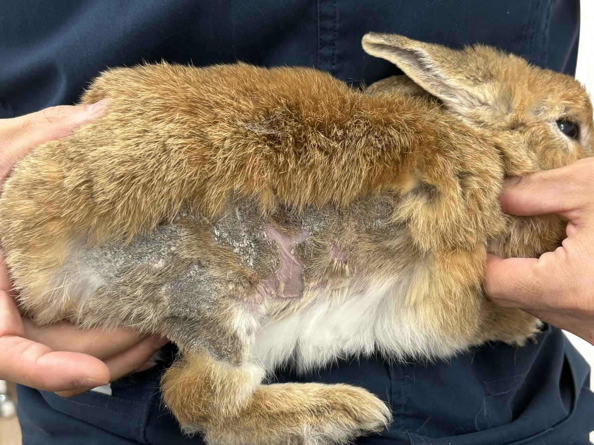 古谷 昌大@うさぎの病院 つくば🐰 tweet media