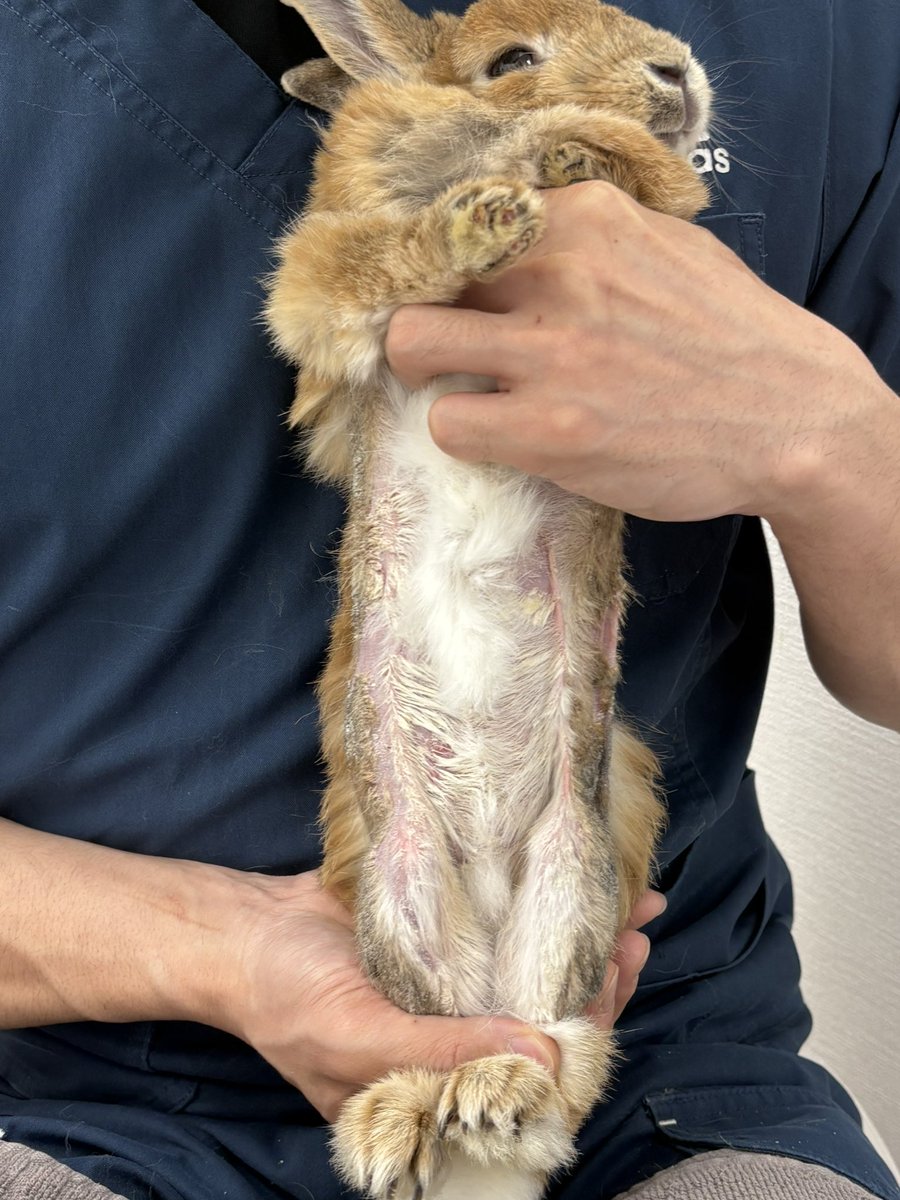 古谷 昌大@うさぎの病院 つくば🐰 tweet media