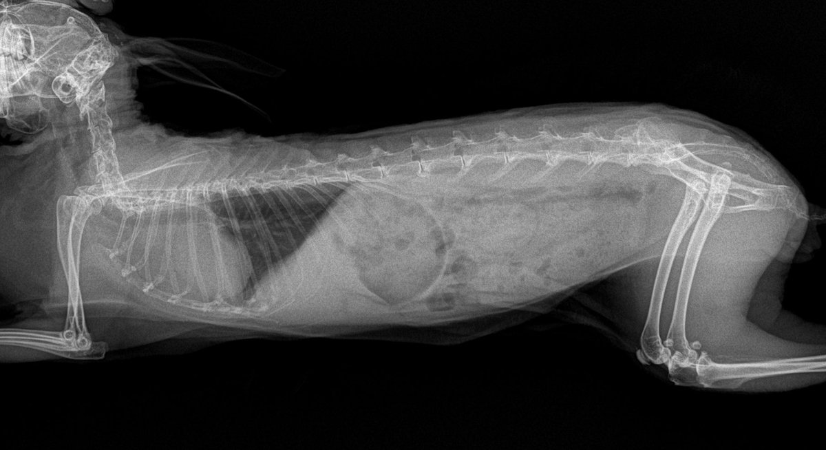 古谷 昌大@うさぎの病院 つくば🐰 tweet media