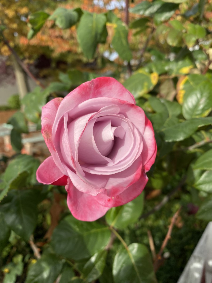 SattvaPublish's tweet image. If we are depressed we are dwelling in the past...

If we are anxious we are focused on the future...

But if we are at peace we are in the present moment.

#RoseWednesday #JoyTrain #ConsciousPlanet
#NaturePhotography #InnerPeace #MentalHealth