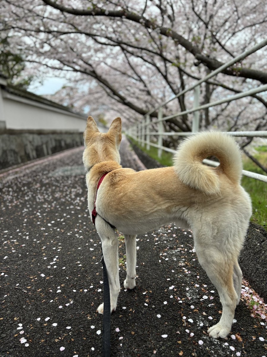 春はみじかいな…