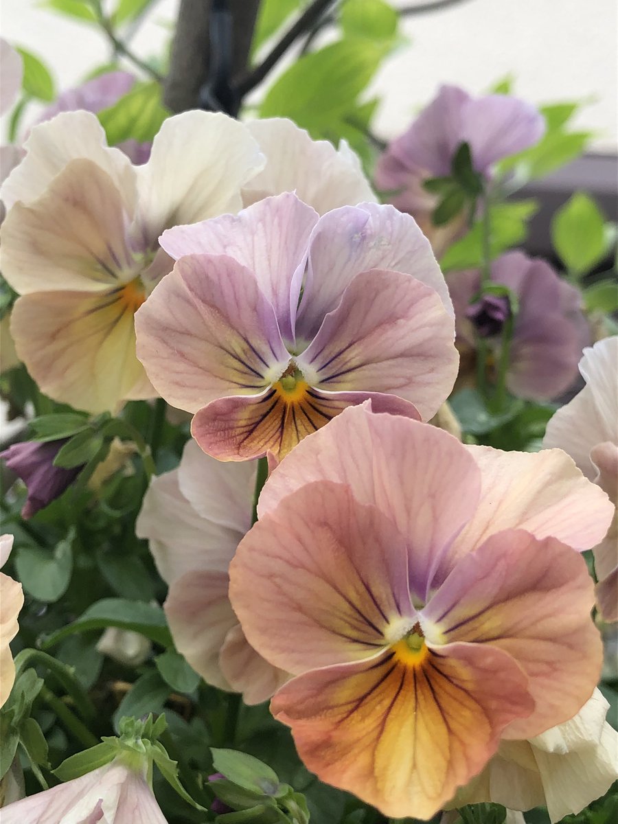 kumotokaze's tweet image. ちいさなお庭の #Viola

#戦争に反対するお花畑の会