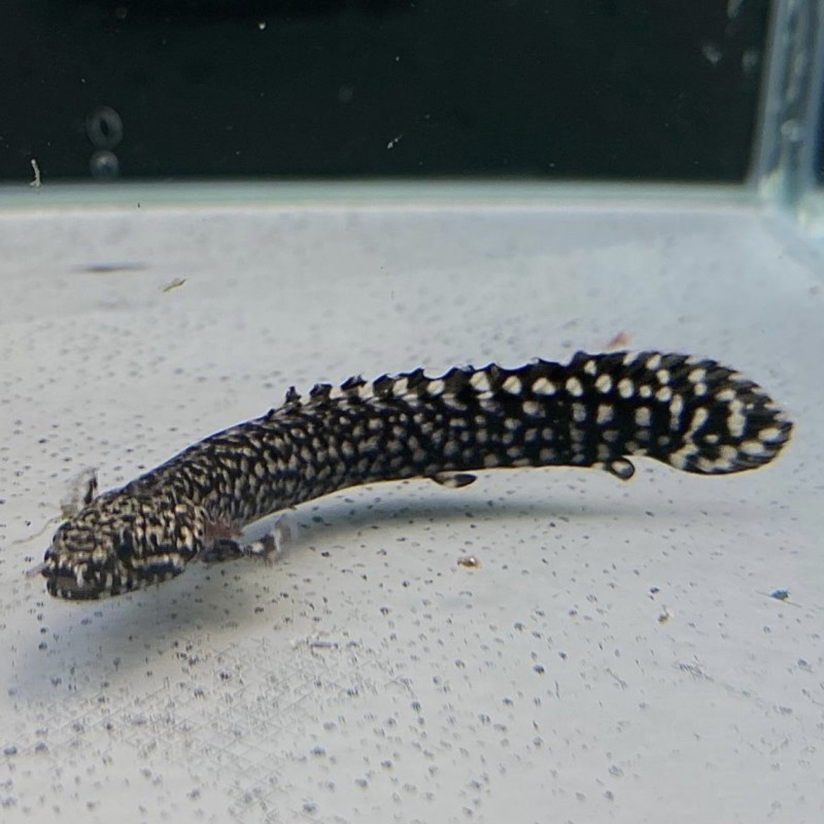 fujinettaigyo's tweet photo. ポリプテルス・オルナティピンニス

独特なまだら模様と、古代魚らしい
力強いフォルムが魅力の人気ポリプ✨🐟

黒とクリーム色のコントラストが美しく、
水槽の中でひときわ存在感を放ちます💎

🔸混泳ポイント🎨：小型魚は捕食対象になるため注意⚠️

【ご購入はこちら】
https://t.co/9P8k9A7S8r https://t.co/7viXl8mXeo