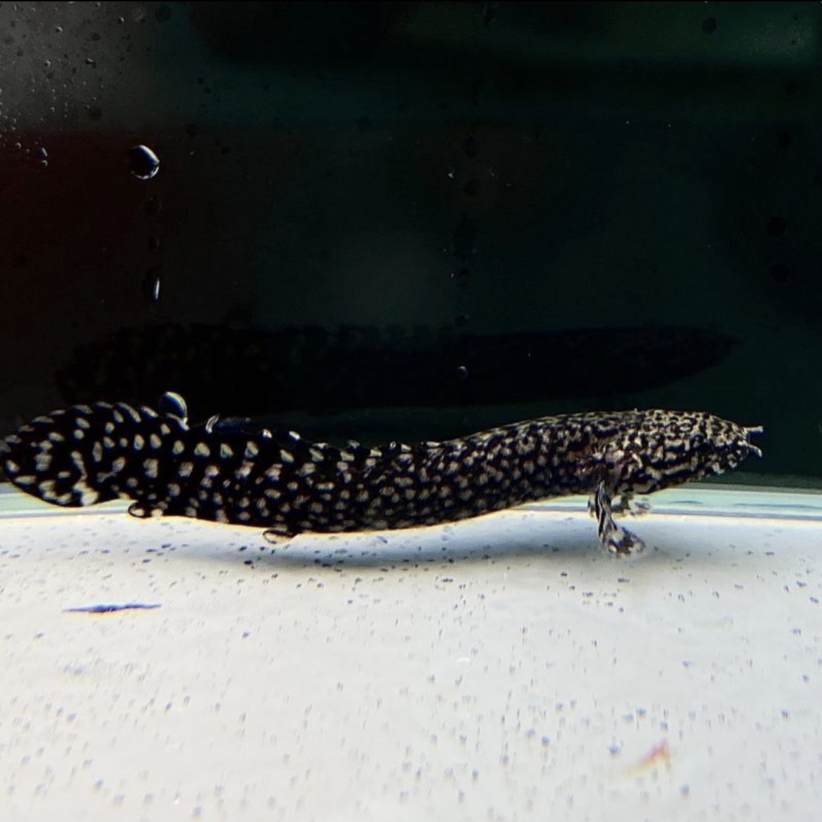 fujinettaigyo's tweet photo. ポリプテルス・オルナティピンニス

独特なまだら模様と、古代魚らしい
力強いフォルムが魅力の人気ポリプ✨🐟

黒とクリーム色のコントラストが美しく、
水槽の中でひときわ存在感を放ちます💎

🔸混泳ポイント🎨：小型魚は捕食対象になるため注意⚠️

【ご購入はこちら】
https://t.co/9P8k9A7S8r https://t.co/7viXl8mXeo