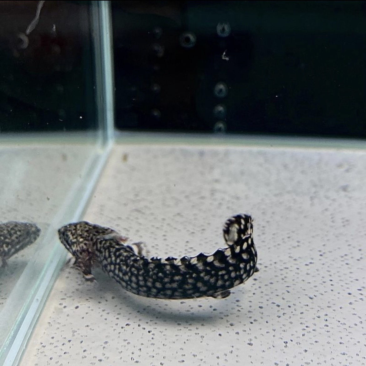 fujinettaigyo's tweet photo. ポリプテルス・オルナティピンニス

独特なまだら模様と、古代魚らしい
力強いフォルムが魅力の人気ポリプ✨🐟

黒とクリーム色のコントラストが美しく、
水槽の中でひときわ存在感を放ちます💎

🔸混泳ポイント🎨：小型魚は捕食対象になるため注意⚠️

【ご購入はこちら】
https://t.co/9P8k9A7S8r https://t.co/7viXl8mXeo