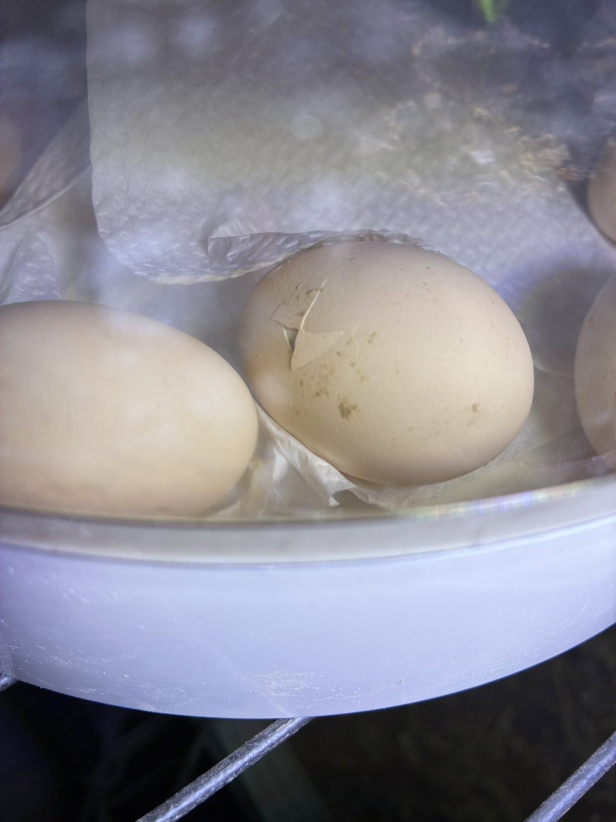 ちいさなニワトリ研究所🐓 tweet media