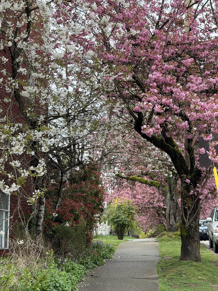 life is worth living when the trees are pink
