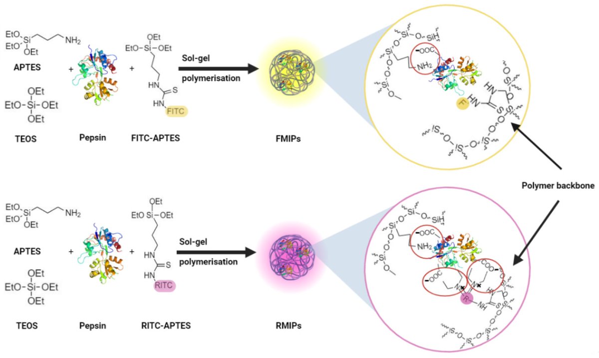 Biosensors_MDPI's tweet image. 📣Call for Reading:

#Article

Development of Highly Sensitive Fluorescent Sensors for Separation-Free Detection and Quantitation Systems of Pepsin Enzyme Applying a Structure-Guided Approach

By Stephen P. Wren, et al.
mdpi.com/2079-6374/14/3…

#MIP #biosensor #Open_Access