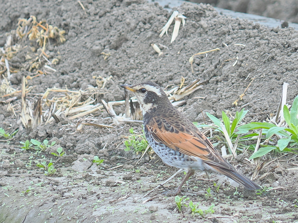 wb_wings's tweet photo. 鶫
#ツグミ
#DuskyThrush
#野木町
2026/04/15 https://t.co/4O8TykFF6M