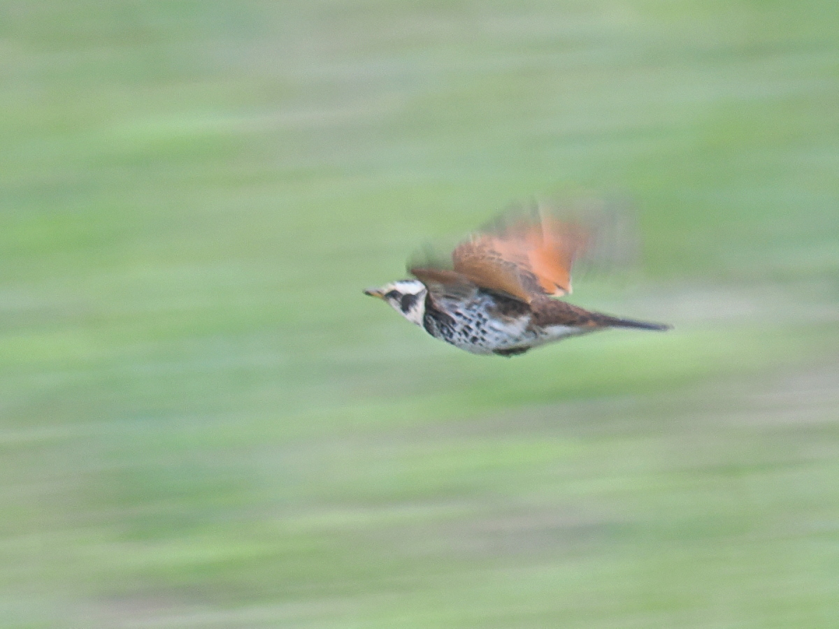 wb_wings's tweet photo. 鶫
#ツグミ
#DuskyThrush
#野木町
2026/04/15 https://t.co/4O8TykFF6M