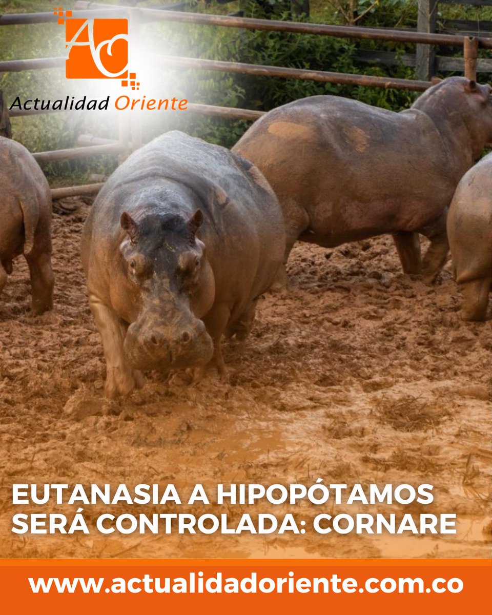 Actualidad Oriente tweet media