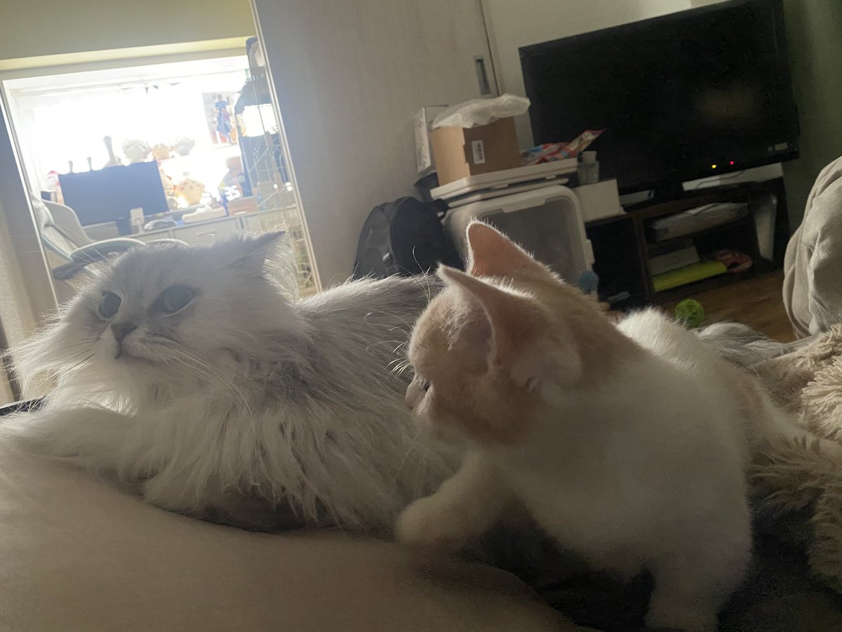 シーサー☀️ tweet media