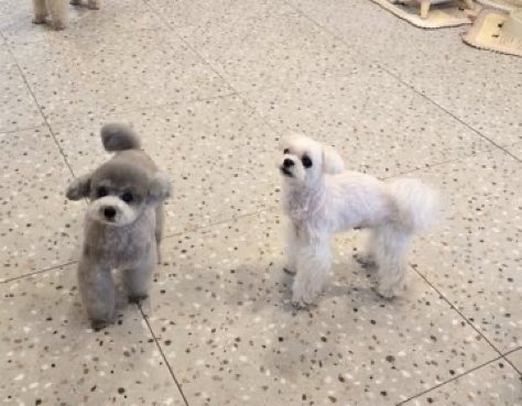 Taeyeon’s dog, Zero, and Tiffany’s dog, Prince, are spotted dating together.