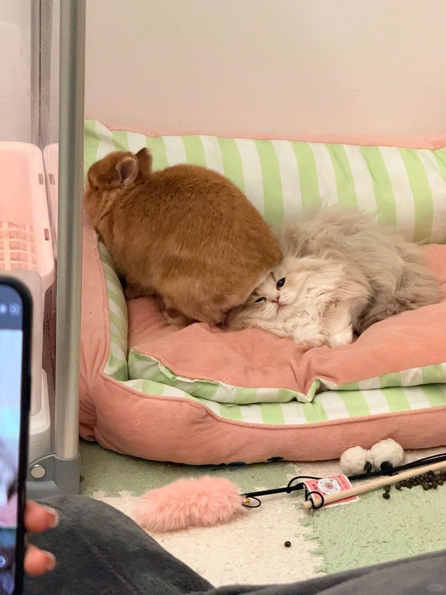 Why you should have a rabbit tweet media