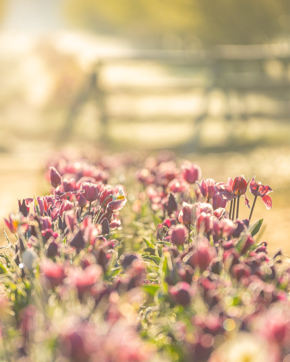 wheeler244's tweet image. As the filtered light reaches over the mountain, it softly illuminates each row with a almost magical glow. The blending colors of daffodils and tulips create a beautiful display of depth and shadows, reminiscent of delicate paintings. #wawx #pnw #nature