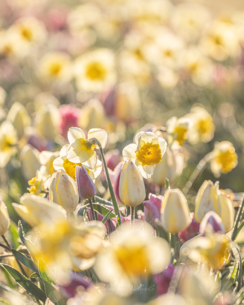 wheeler244's tweet image. As the filtered light reaches over the mountain, it softly illuminates each row with a almost magical glow. The blending colors of daffodils and tulips create a beautiful display of depth and shadows, reminiscent of delicate paintings. #wawx #pnw #nature
