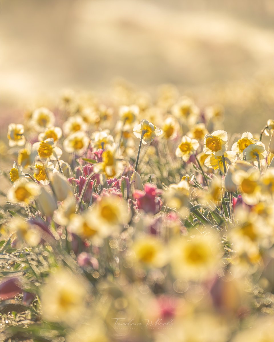 wheeler244's tweet image. As the filtered light reaches over the mountain, it softly illuminates each row with a almost magical glow. The blending colors of daffodils and tulips create a beautiful display of depth and shadows, reminiscent of delicate paintings. #wawx #pnw #nature