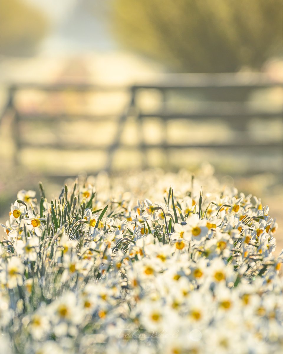 wheeler244's tweet image. As the filtered light reaches over the mountain, it softly illuminates each row with a almost magical glow. The blending colors of daffodils and tulips create a beautiful display of depth and shadows, reminiscent of delicate paintings. #wawx #pnw #nature
