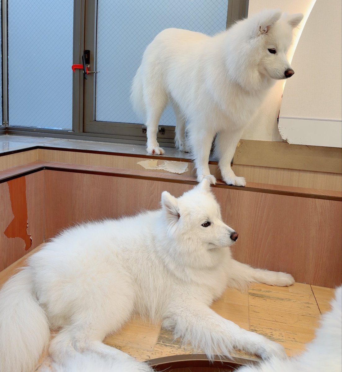 ❄️SnowRin🦊 tweet media